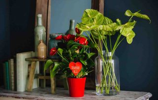 anthurium actie met de hartstichting