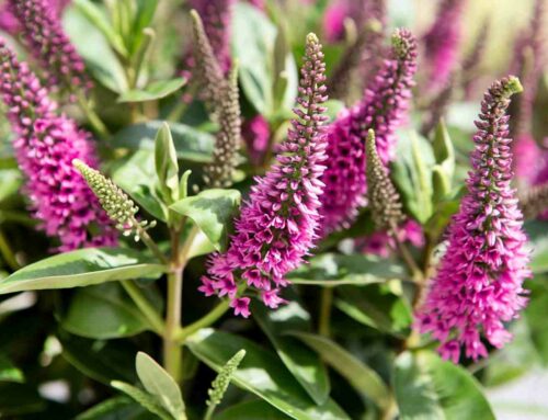 Nectarrijke bloemen open huis voor vlinders