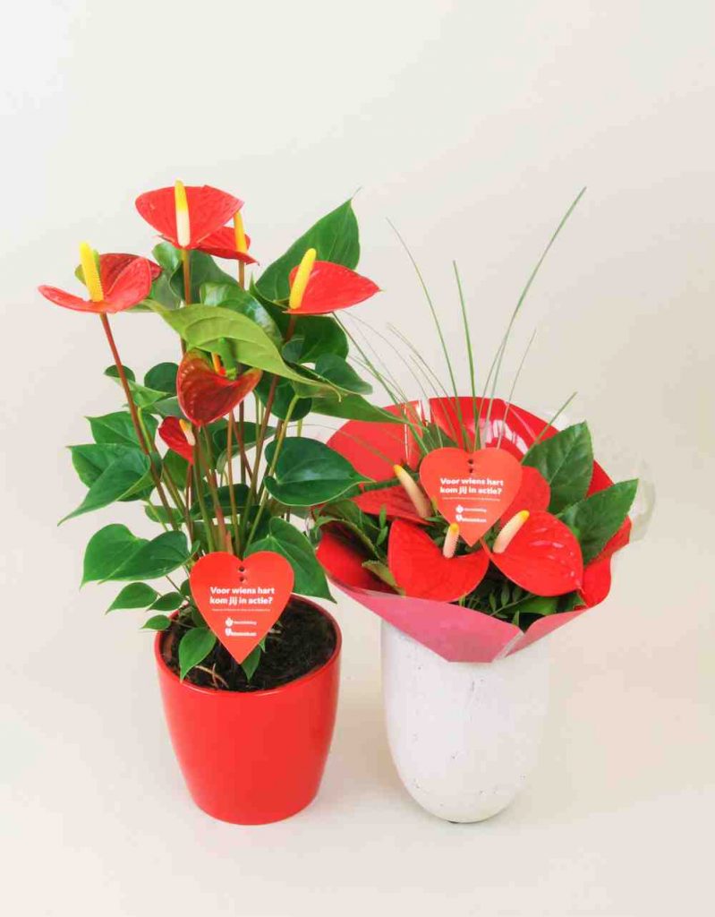 anthurium hartstichting2