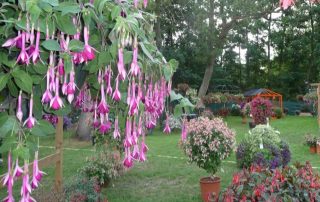 fuchsia, show