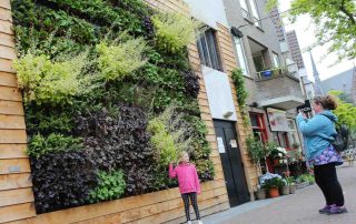 groene muur, plantenwand