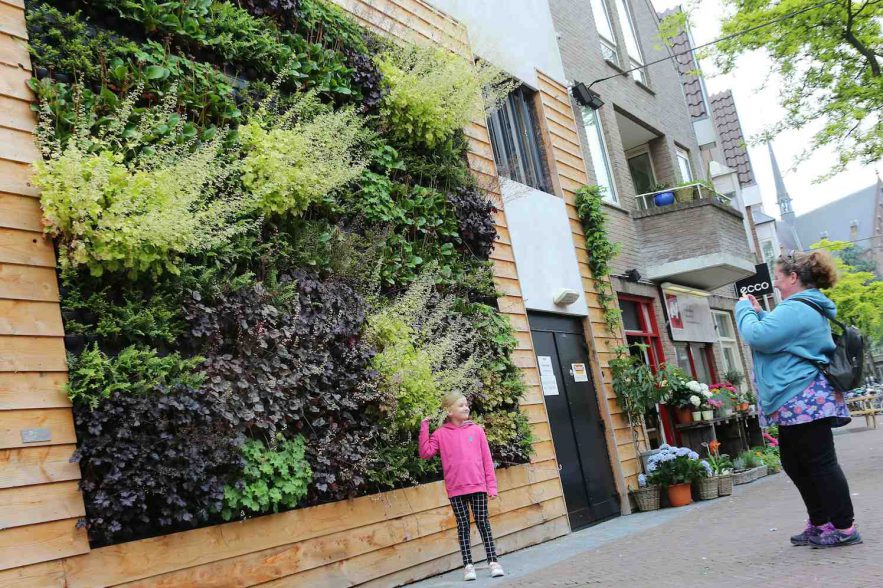 Blinde muur nu groene blikvangende plantenwand GroenVandaag