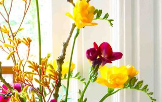 freesia