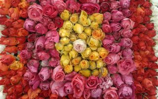 rozenfestival in Lottum