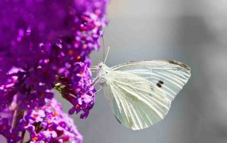 vlinderstruik buddleja