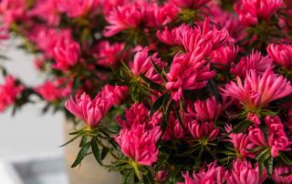 Azalea brengt kleur en sfeer in interieur