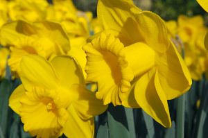 Narcissus 'Queen Beatrix', bollen en hun verschillen