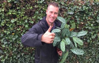 luchtzuiverende calathea, ivo putman plantplezier