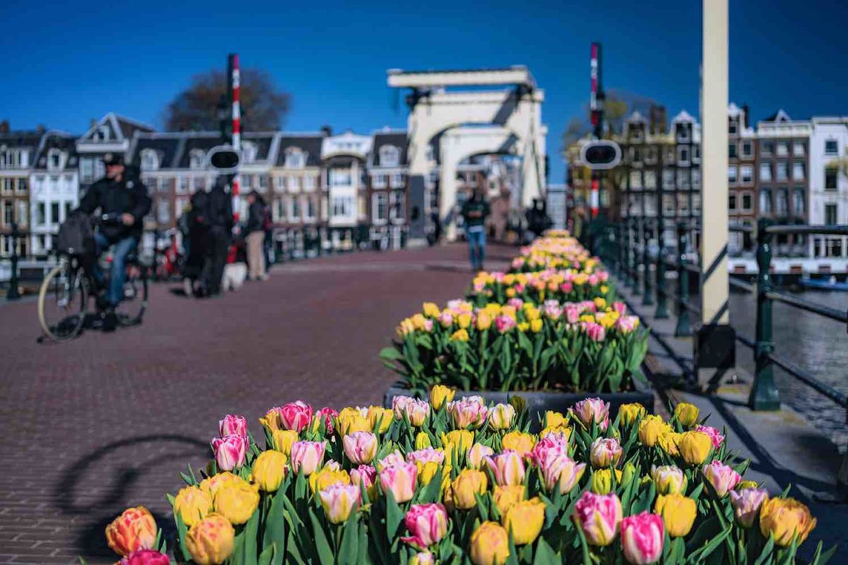 Tulp Festival Amsterdam 2020 wordt kleurenspektakel GroenVandaag