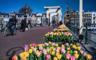 tulp-festival-2020