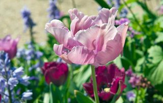 schilder Monet hield van bloembollen