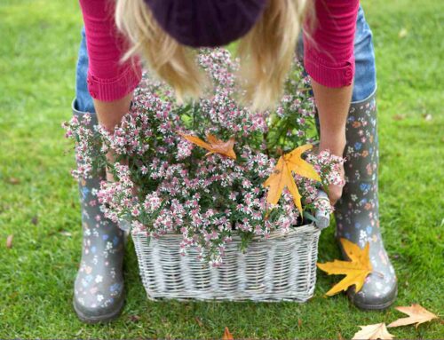 Herfst ideale tijd voor vaste planten