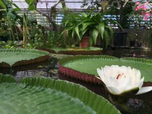 hortus botanicus leiden, Azië, victoria amazonica