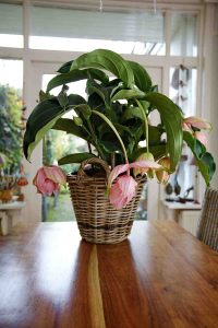 medinilla in Robs Grote Tuinverbouwing, Plantplezier