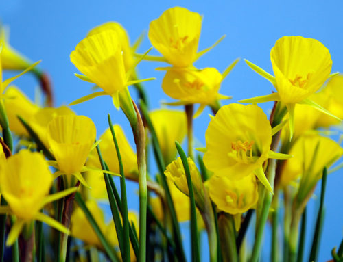 Nu bloembollen planten; zo gedaan, lang plezier