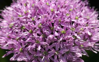 sierui allium