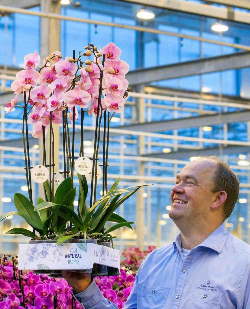 Natuurlijke orchideeën van Stolk