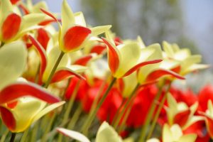 tulpen rood-geel