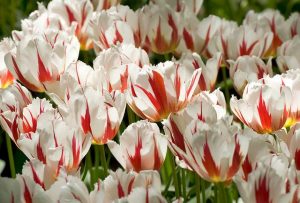 tulpen wit-rood