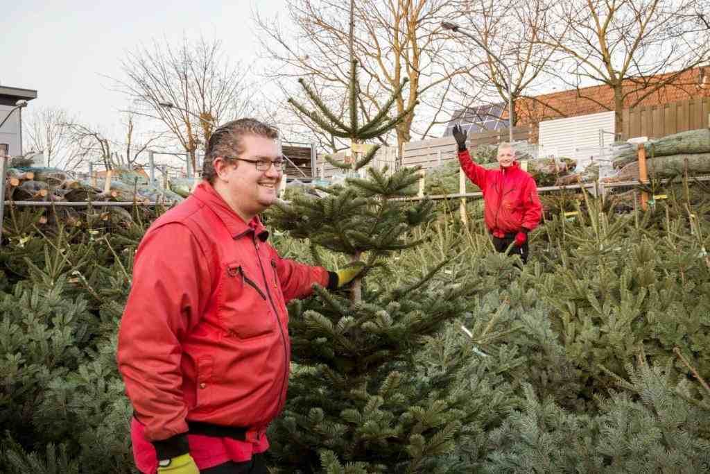 kerstbomen bij Praxis