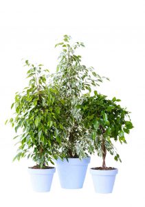 woonplant ficus benjamina