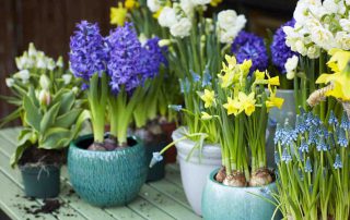 lente met bolletjes-op-pot