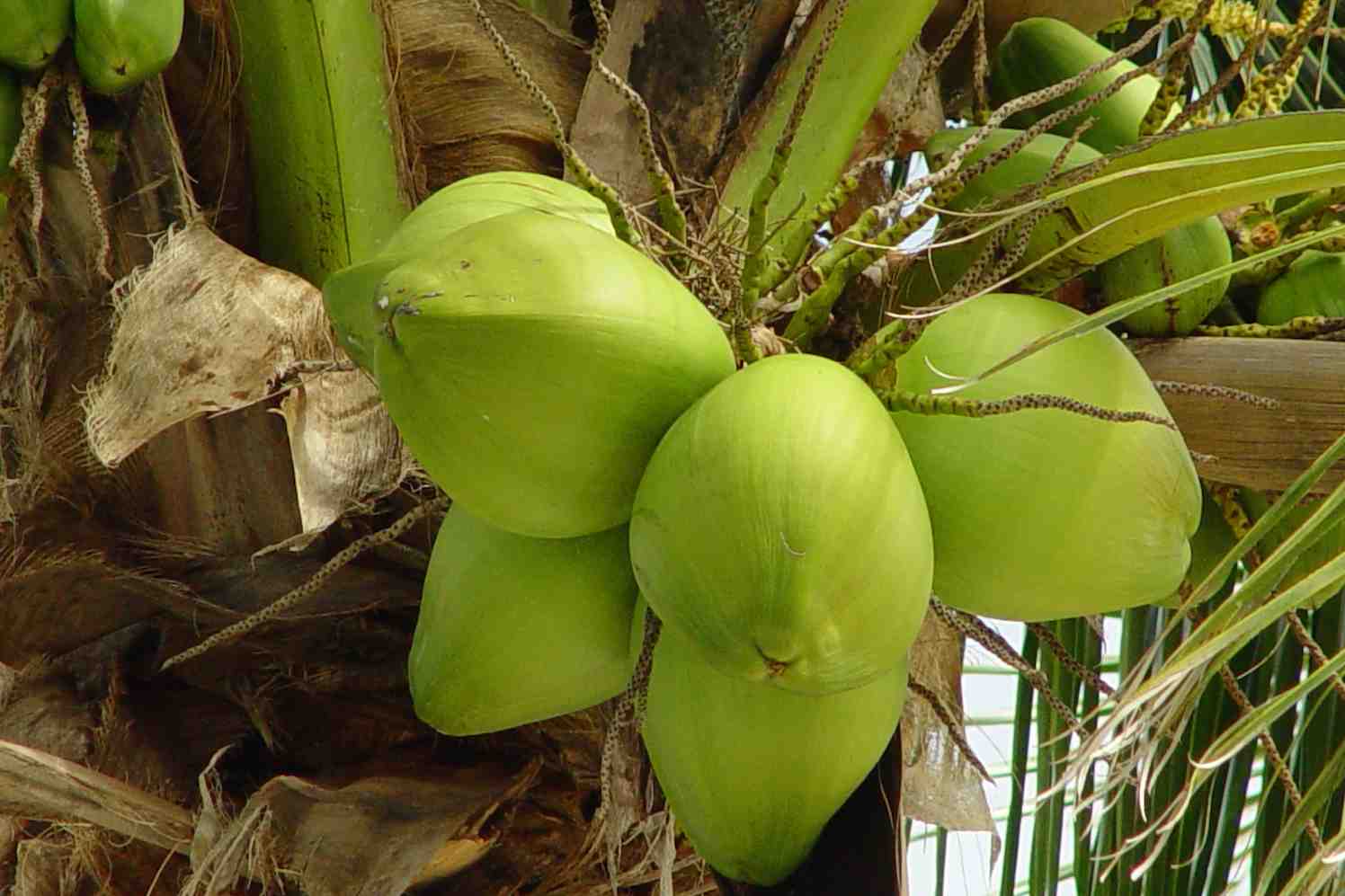 kokospalm met kokosnoten