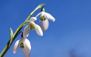 sneeuwklokje galanthus nivalis