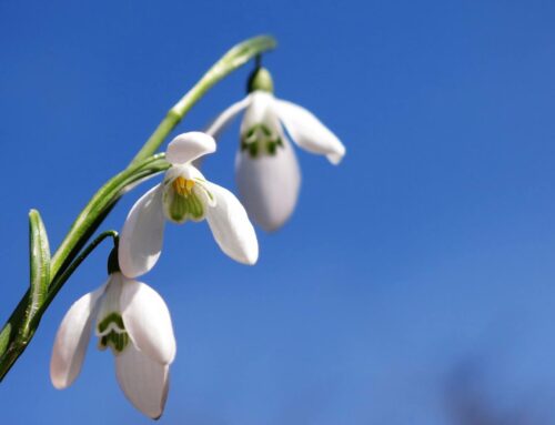 Zo gewoon is het gewone sneeuwklokje niet