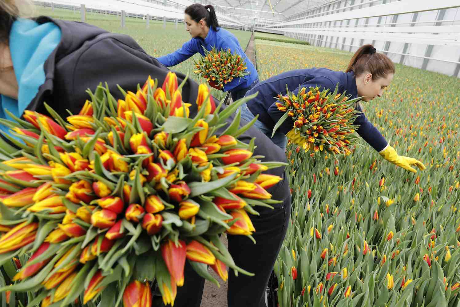 Nieuw record: 2 miljard tulpen