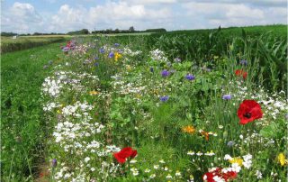 biologischer atuurinclusieve landbouw