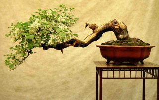 bonsai