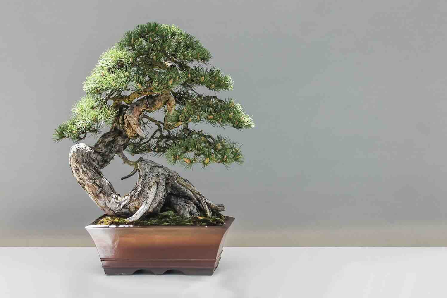 Bonsai in Robs Grote Tuinverbouwing