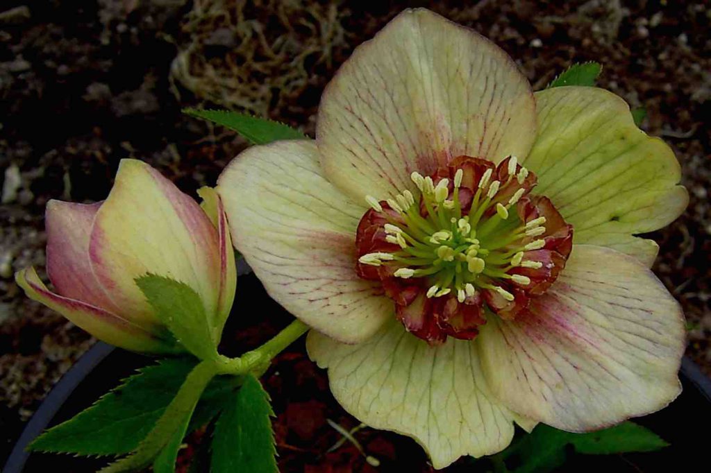 helleborus noordoostpolder