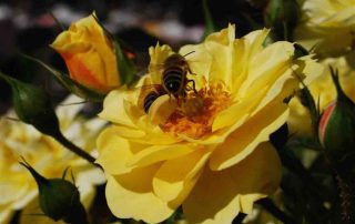 roos als bijenplant award