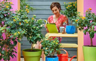 Lantana Terrasplant van het jaar