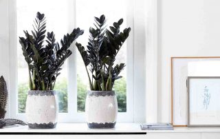 Noviteit Zamioculcas Raven is een doorbraak in Zamioculcas-wereld