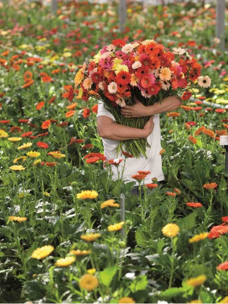 vrolijke gerbera's
