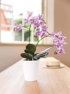 moederdag orchidee