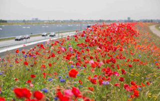 bijendiner honingbij bij