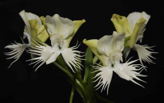 Orchidee Flos Susanna