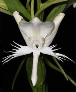Orchidee Flos Susanna
