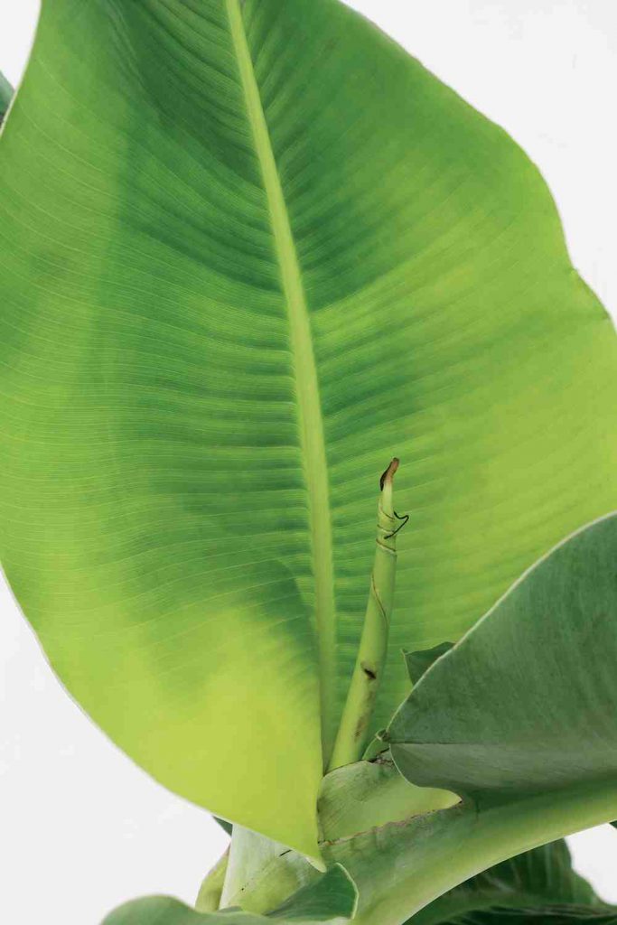 bananenplant