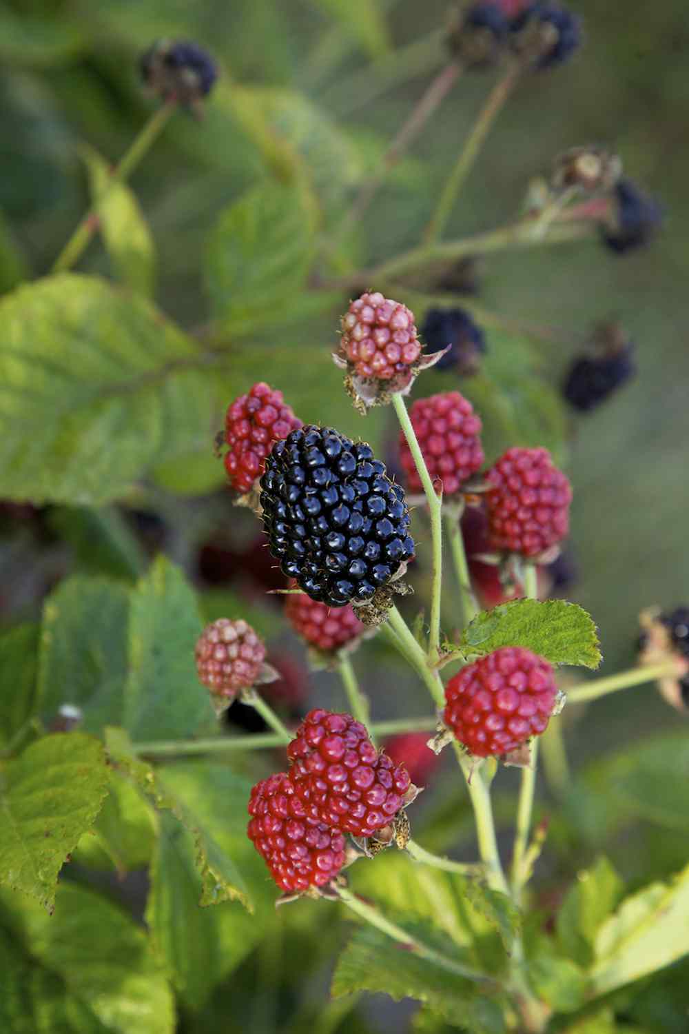 brazelberry