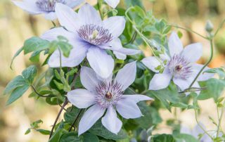 clematis klimplant