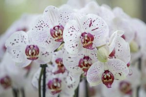 orchideeënshow 