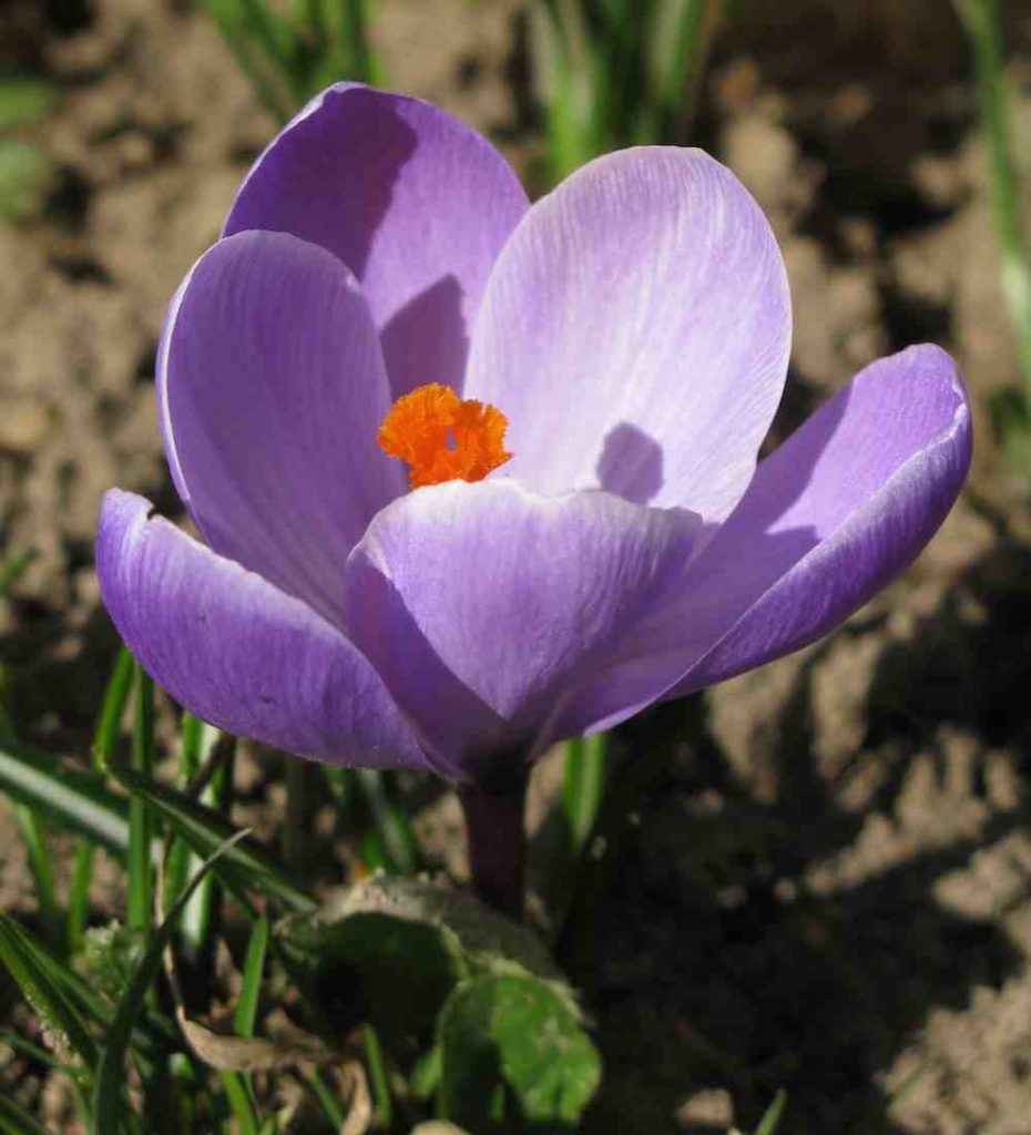 saffraan bolbloem