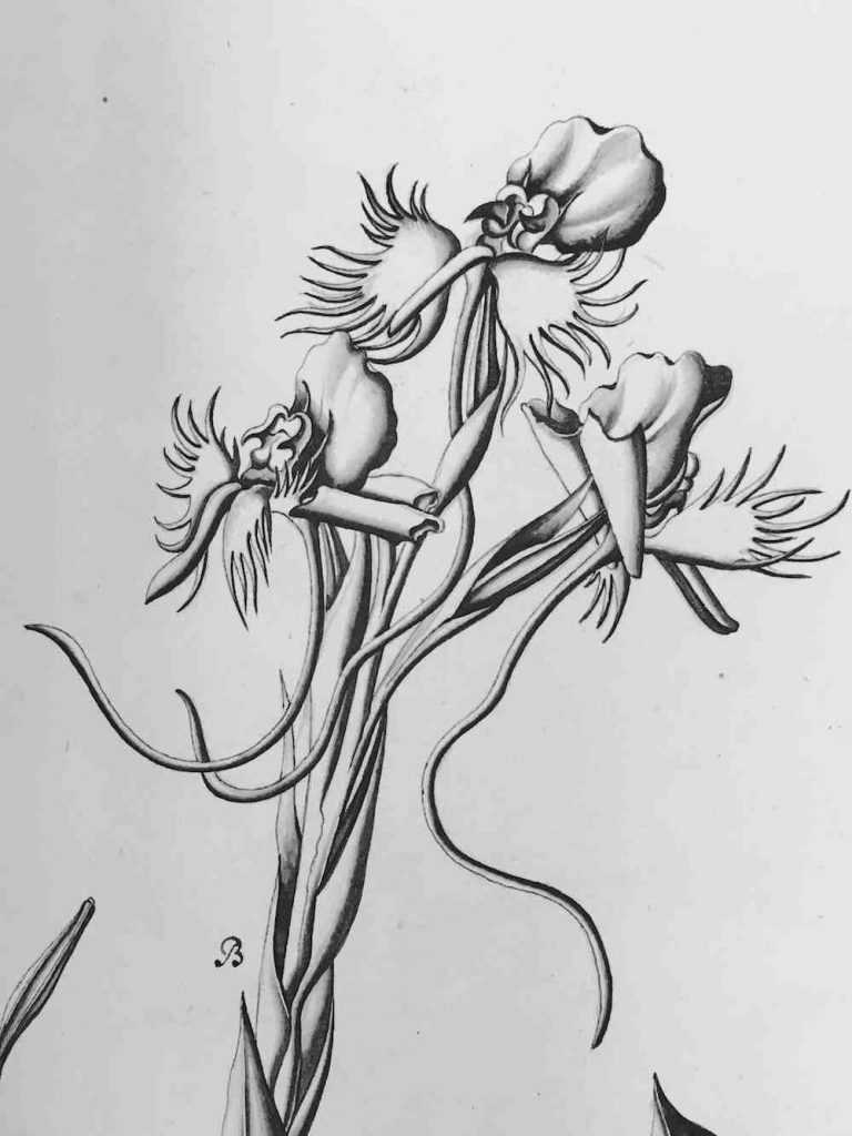sanna orchidee, kroonjuwelen
