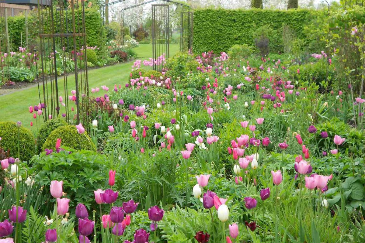 Tuinen en Tulpenroute in de Noordoostpolder GroenVandaag