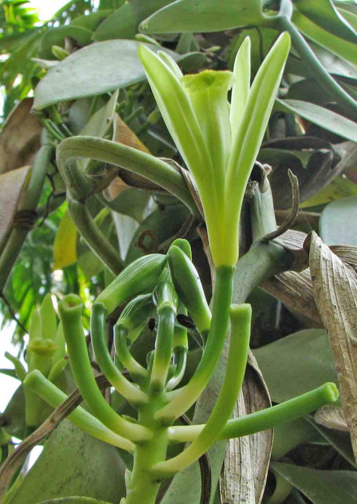 Vanille plant